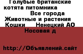 Голубые британские котята питомника Silvery Snow. - Все города Животные и растения » Кошки   . Ненецкий АО,Носовая д.